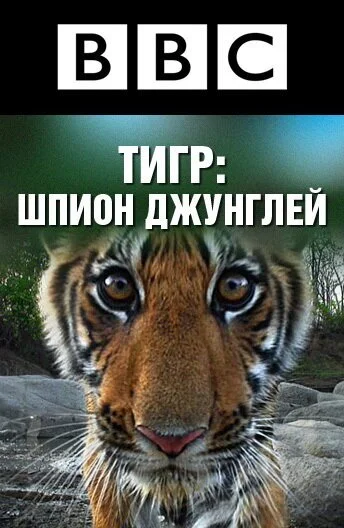 BBC: Тигр - шпион джунглей (2008) онлайн бесплатно